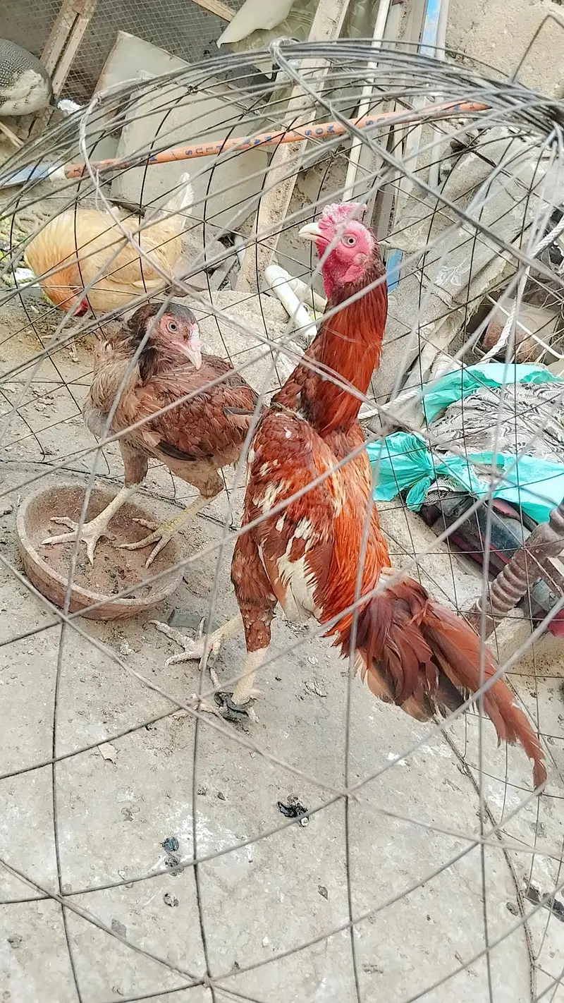 Aseel Mianwali wali pair — photo 10