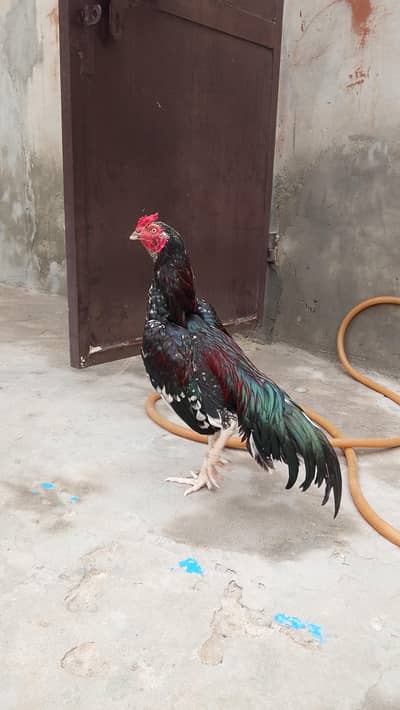 Raza Aseel  (phone number03188559132)
