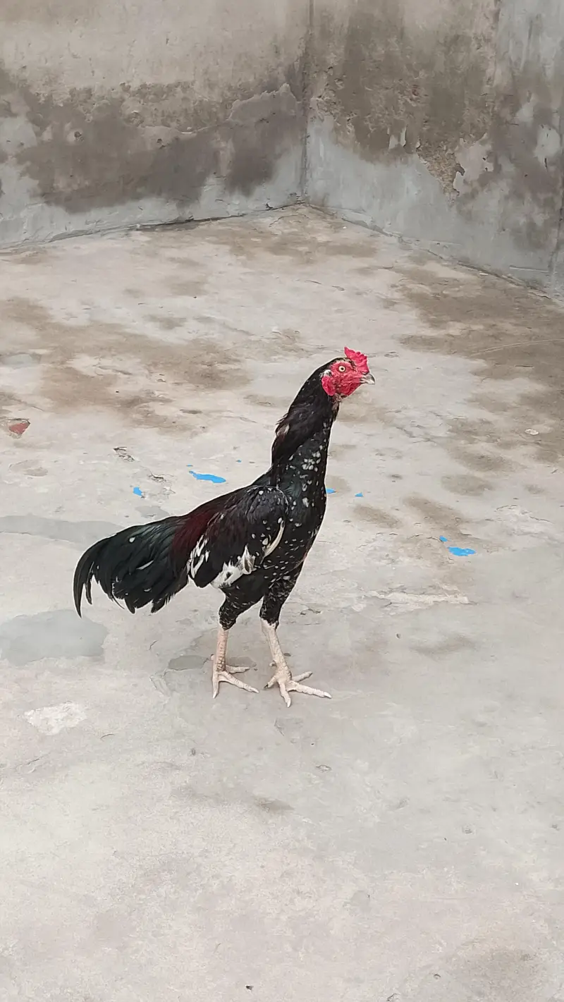 Raza Aseel  (phone number03188559132) — photo 4