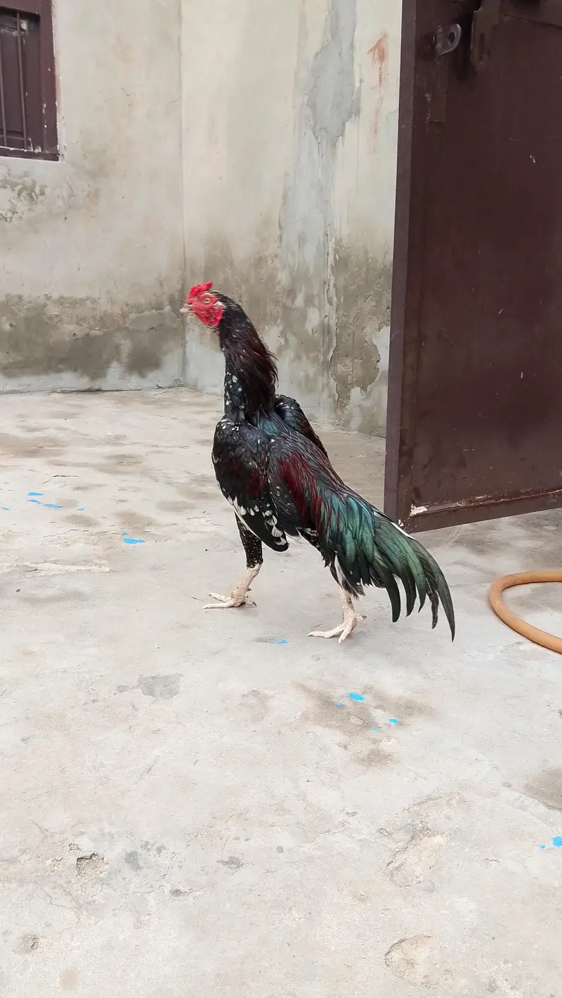 Raza Aseel  (phone number03188559132) — photo 5
