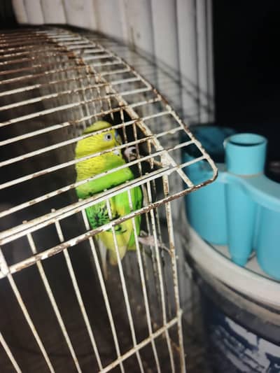 Australian parrot