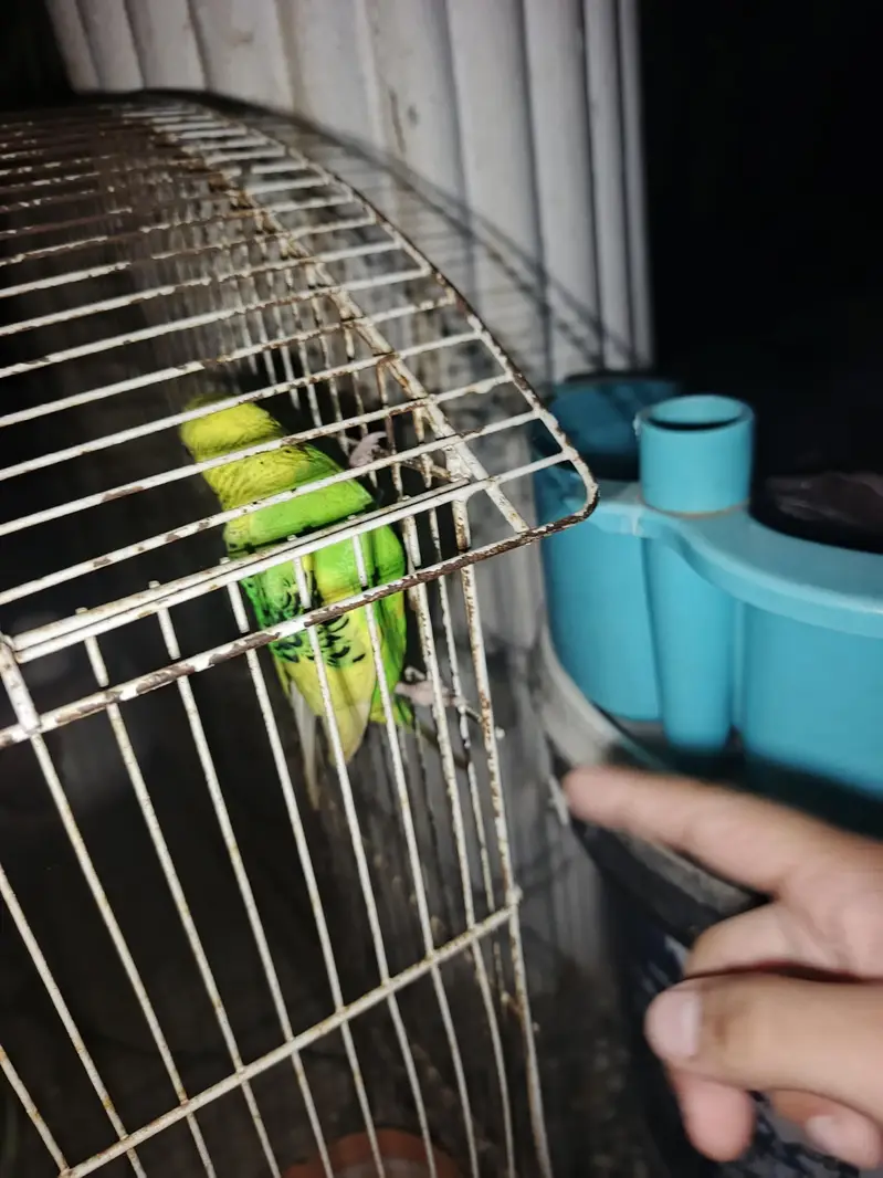 Australian parrot — photo 2