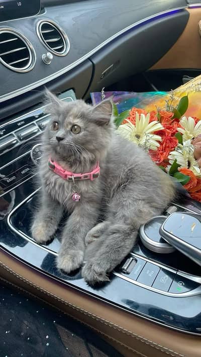 gry samoky yellow eyes kitten