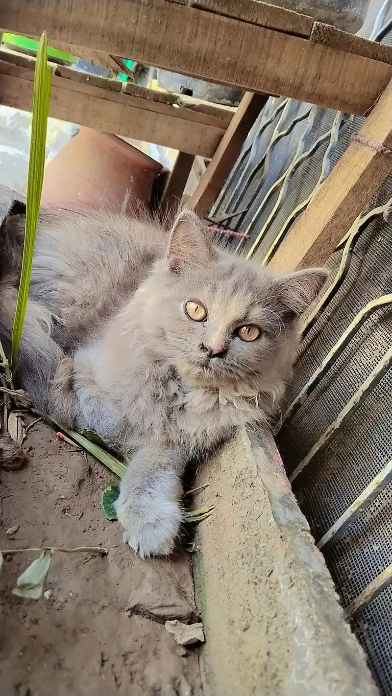 gry samoky yellow eyes kitten — photo 2