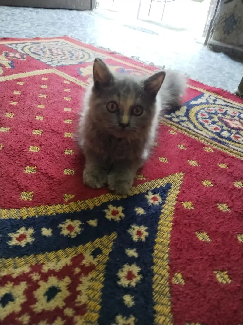 gry samoky yellow eyes kitten — photo 3