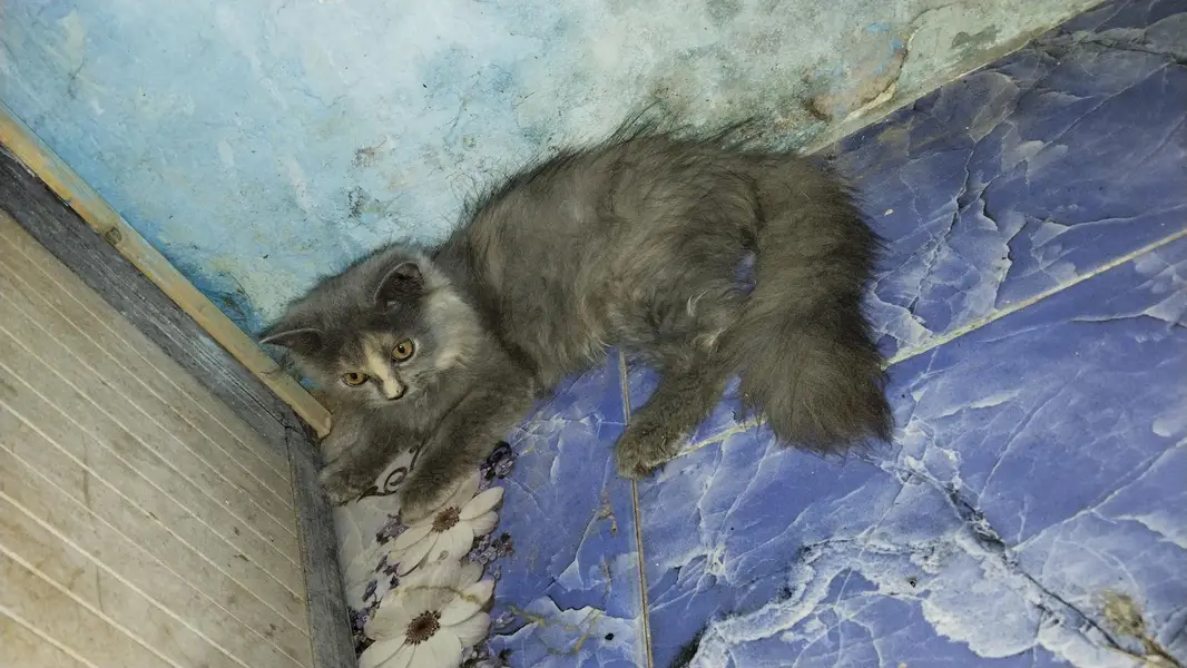 gry samoky yellow eyes kitten — photo 5