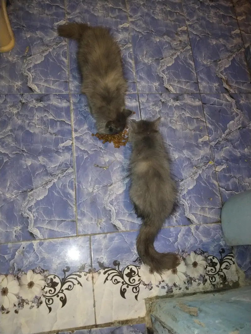 gry samoky yellow eyes kitten — photo 6