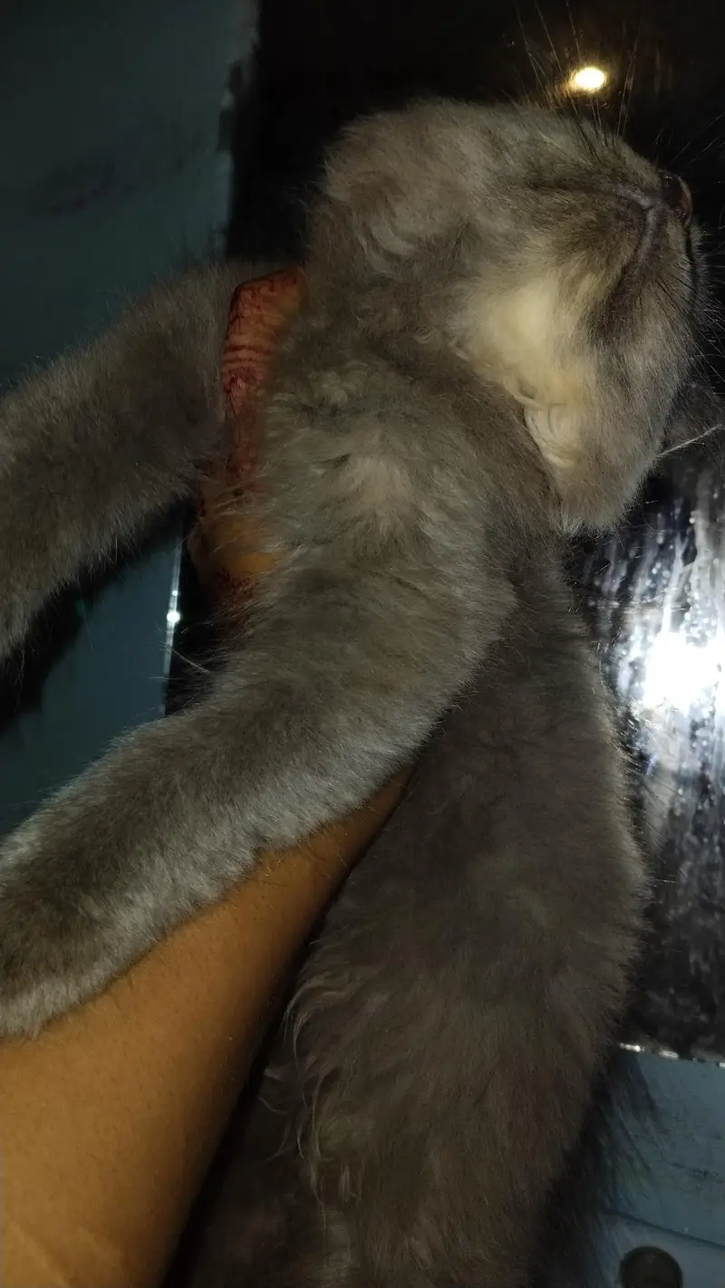 gry samoky yellow eyes kitten — photo 7