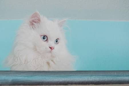 Blue eye punch face female kitten / cat