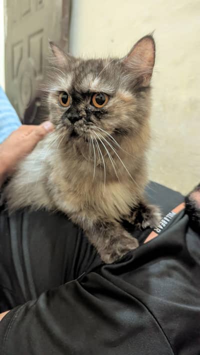 Persian cat