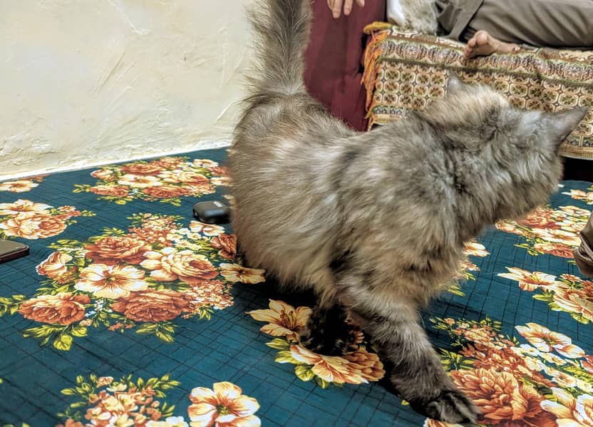 Persian cat 1