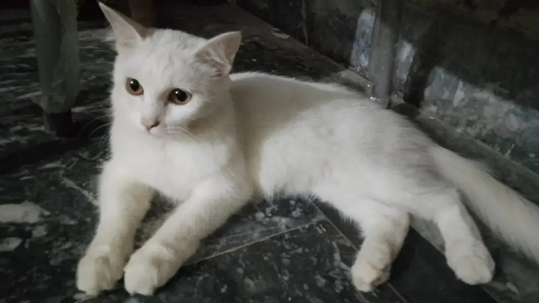 2 Beautiful Pure Persian Female Cats Available — photo 2