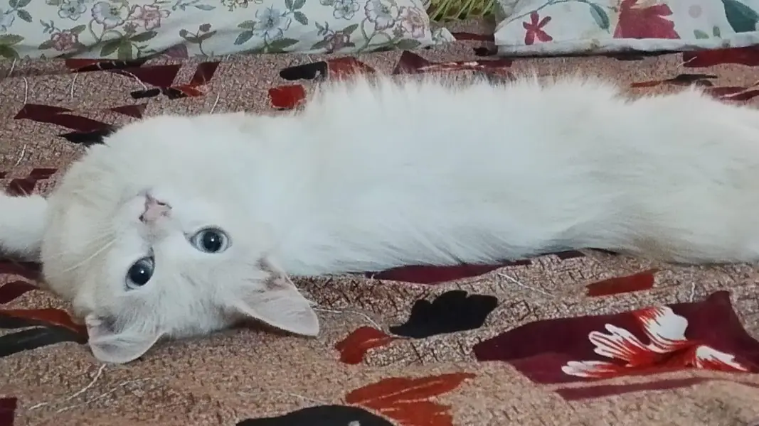 2 Beautiful Pure Persian Female Cats Available — photo 3