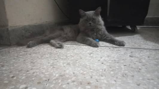Grey Persian cat