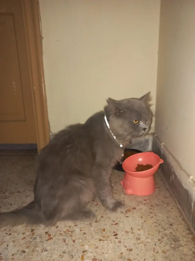 Grey Persian cat — photo 2
