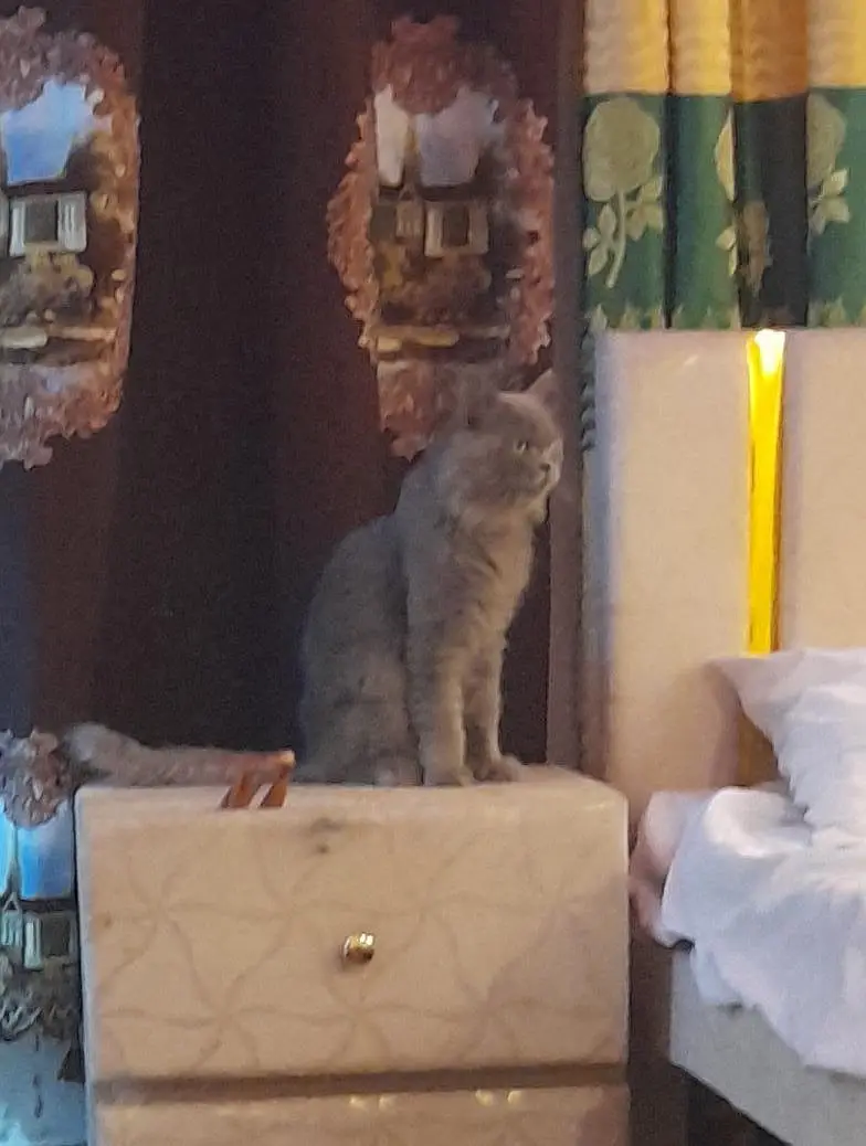 Grey Persian cat — photo 3