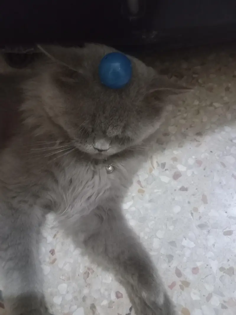 Grey Persian cat — photo 4
