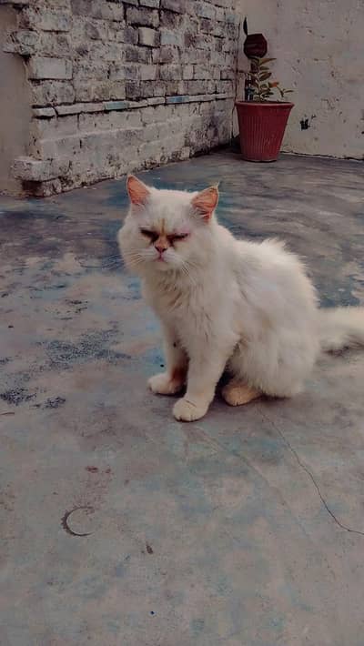 very nice cat and cute cat