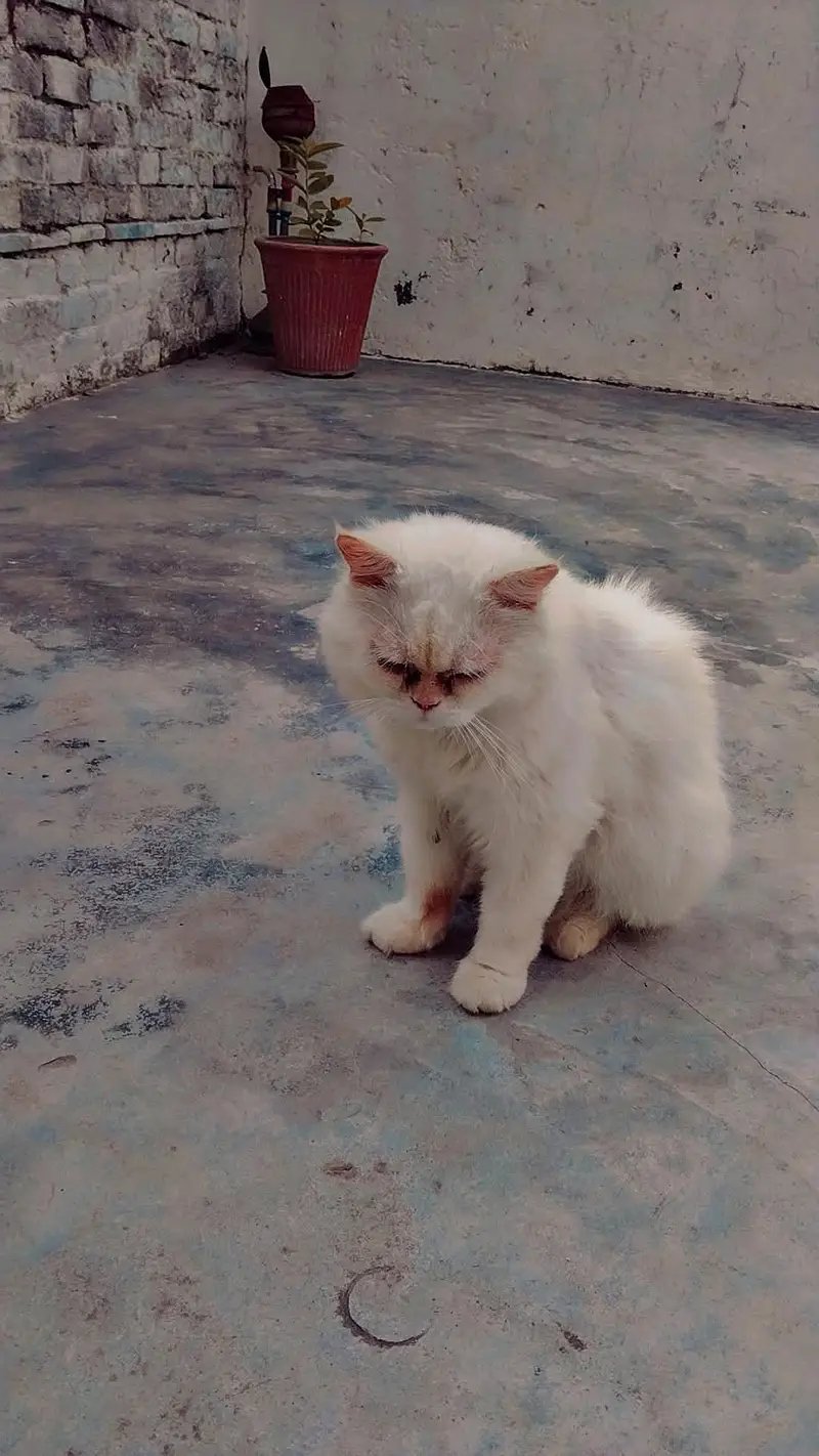 very nice cat and cute cat — photo 2