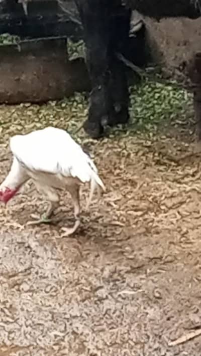 white murga for sale