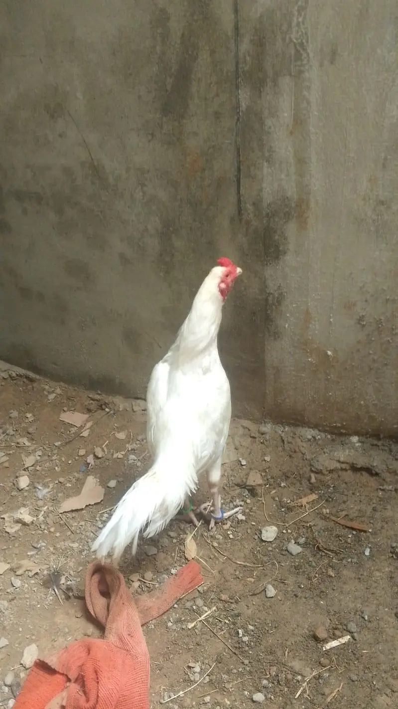 white murga for sale — photo 2