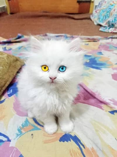 Cat Persian
