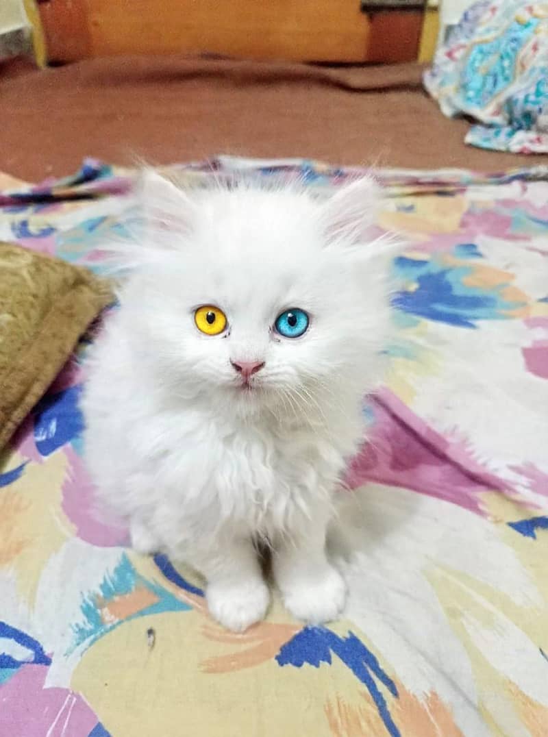 Cat Persian 0