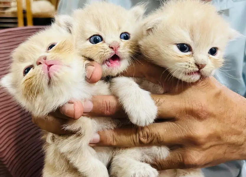 Triple coated Persian kittens