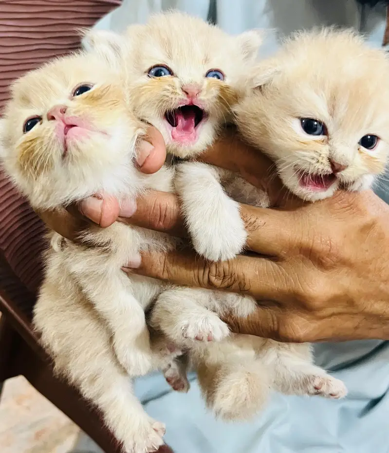 Triple coated Persian kittens — photo 2