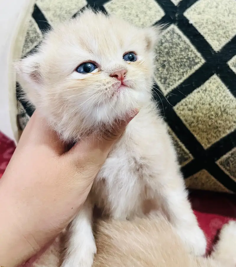 Triple coated Persian kittens — photo 3