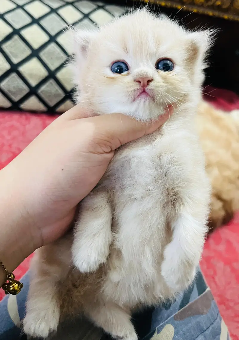 Triple coated Persian kittens — photo 4