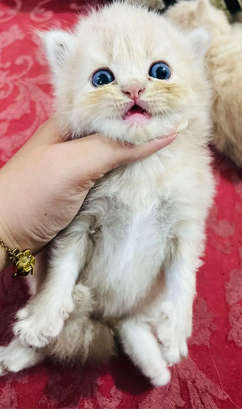 Triple coated Persian kittens — photo 5
