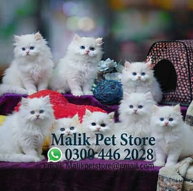 Persian Kittens | Persian Cat | Punch Face Persian | Triple Coated