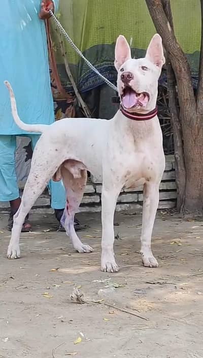 Guwahati gultair male for sale