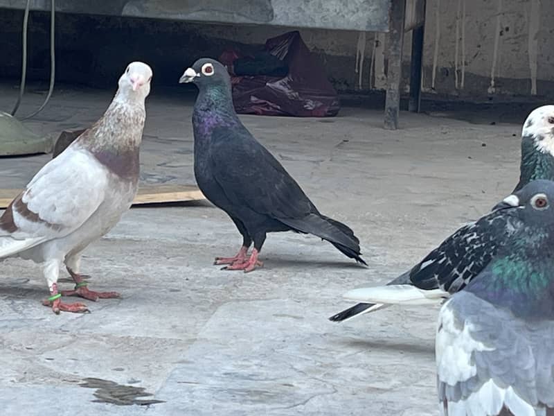 Pegions 4