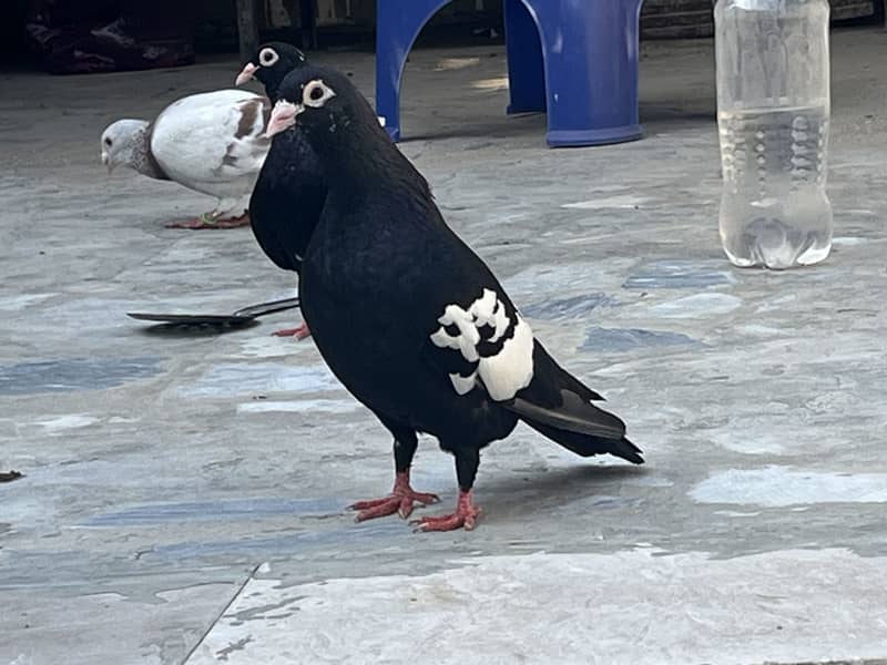 Pegions 9