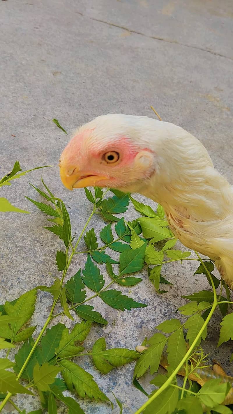 parrot beak 2