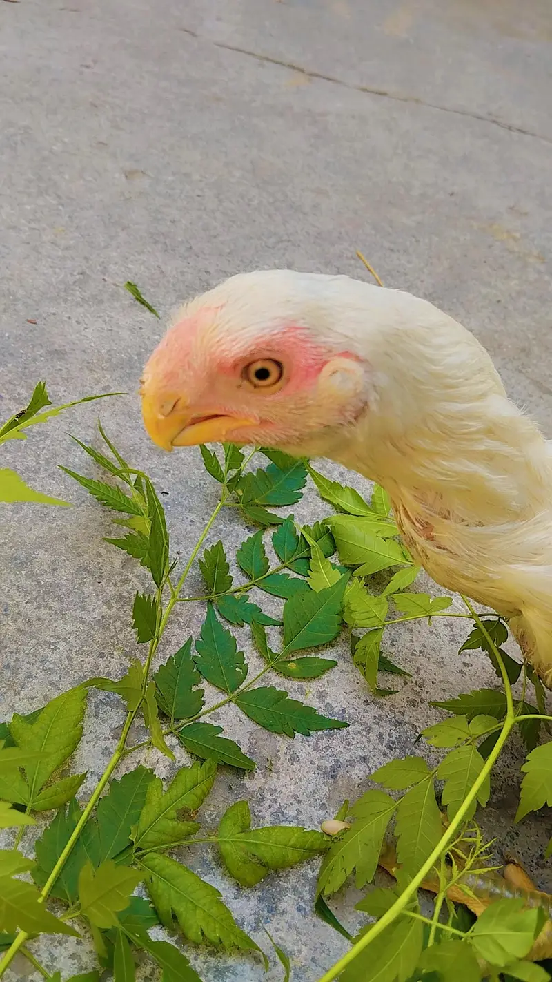 parrot beak — photo 3