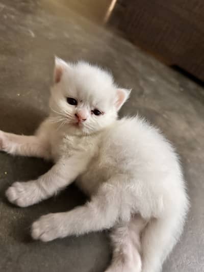 4 persian kittens new born