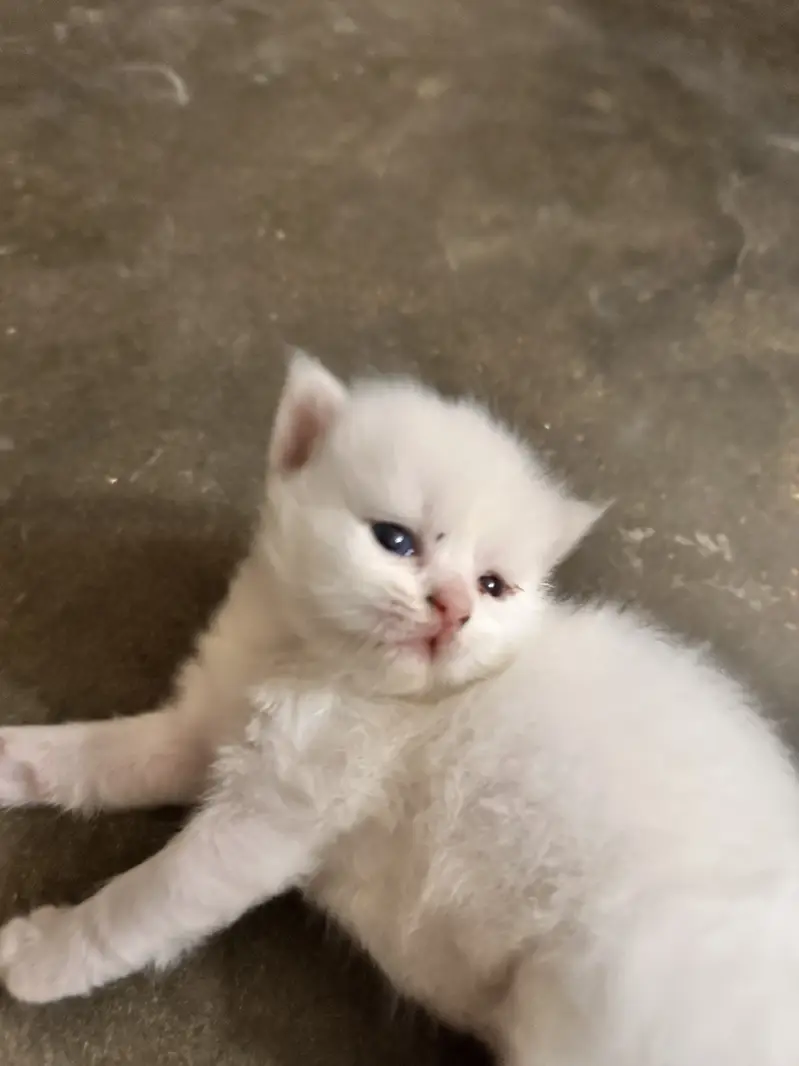 4 persian kittens new born — photo 2