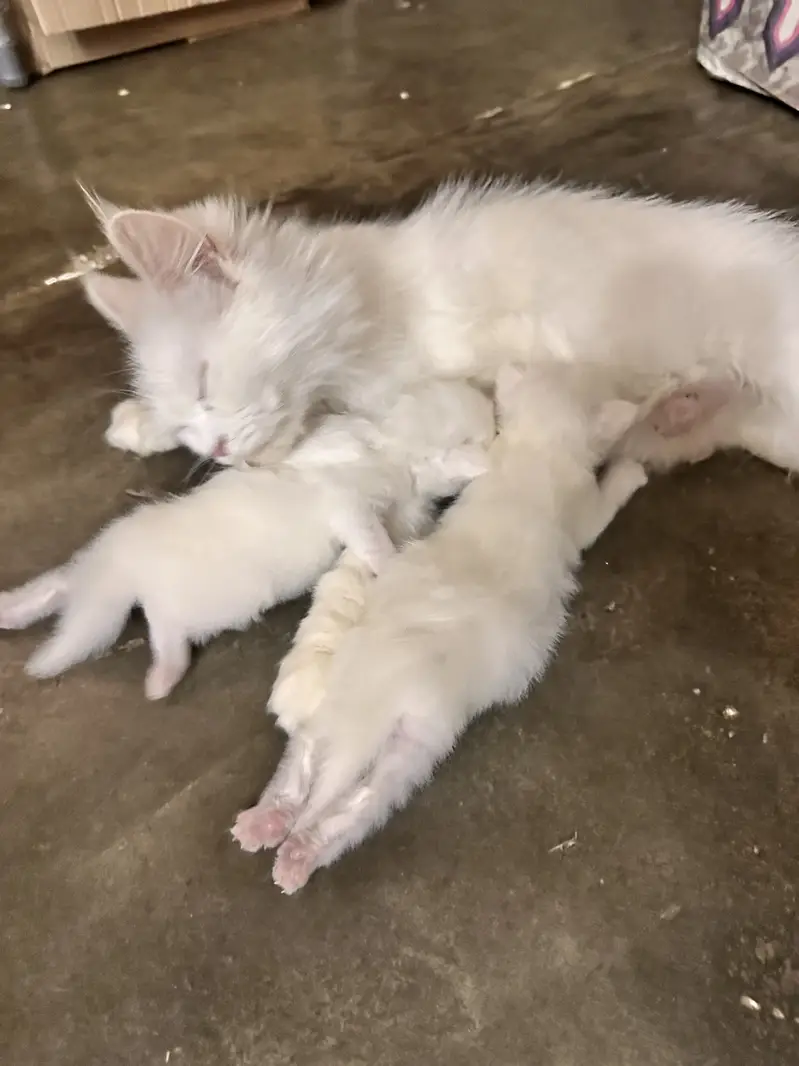 4 persian kittens new born — photo 3