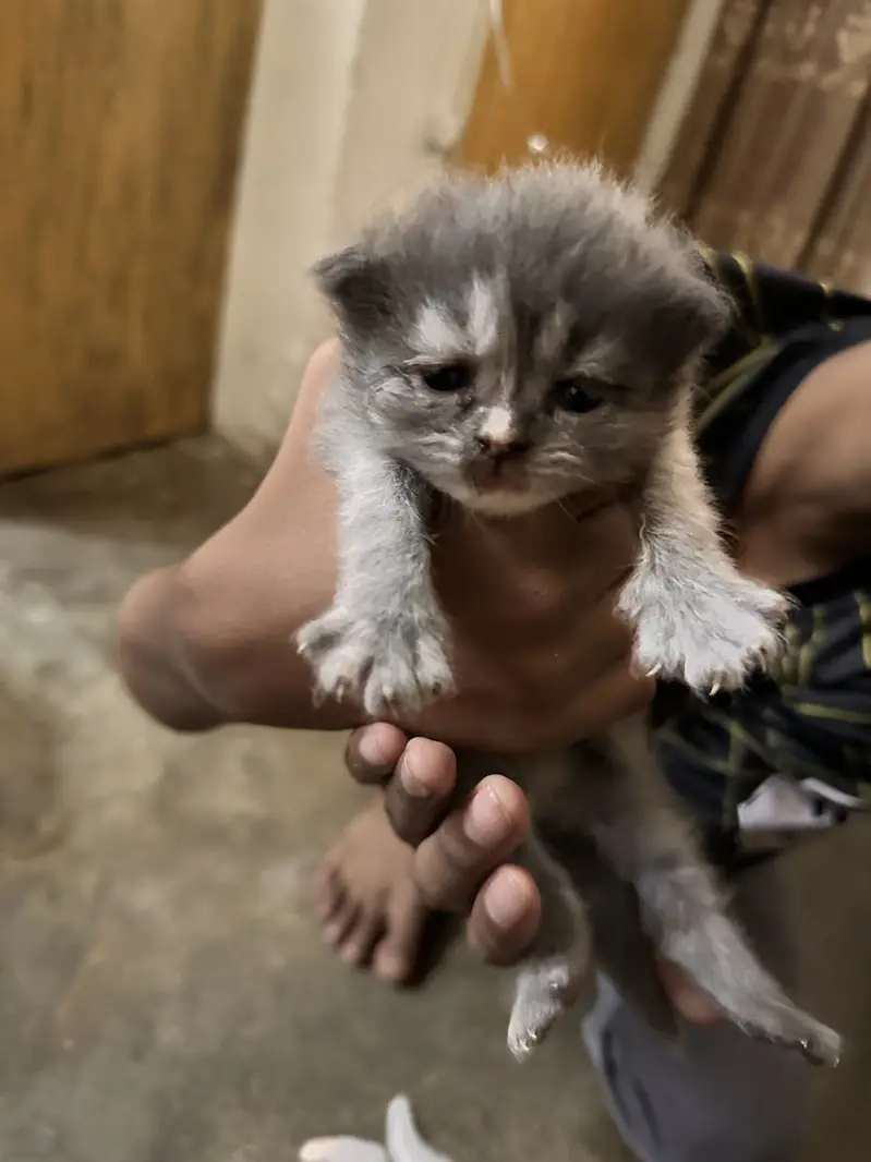 4 persian kittens new born — photo 4
