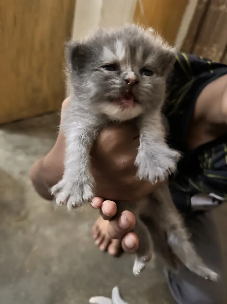 4 persian kittens new born — photo 5