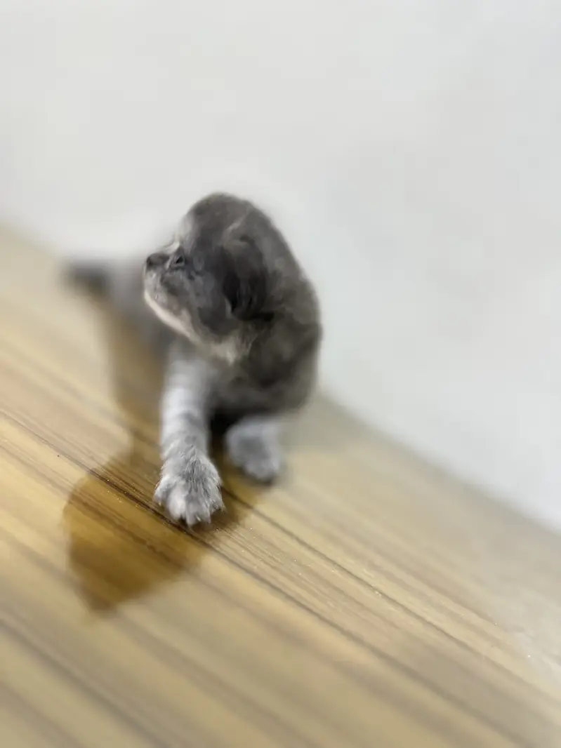 4 persian kittens new born — photo 6