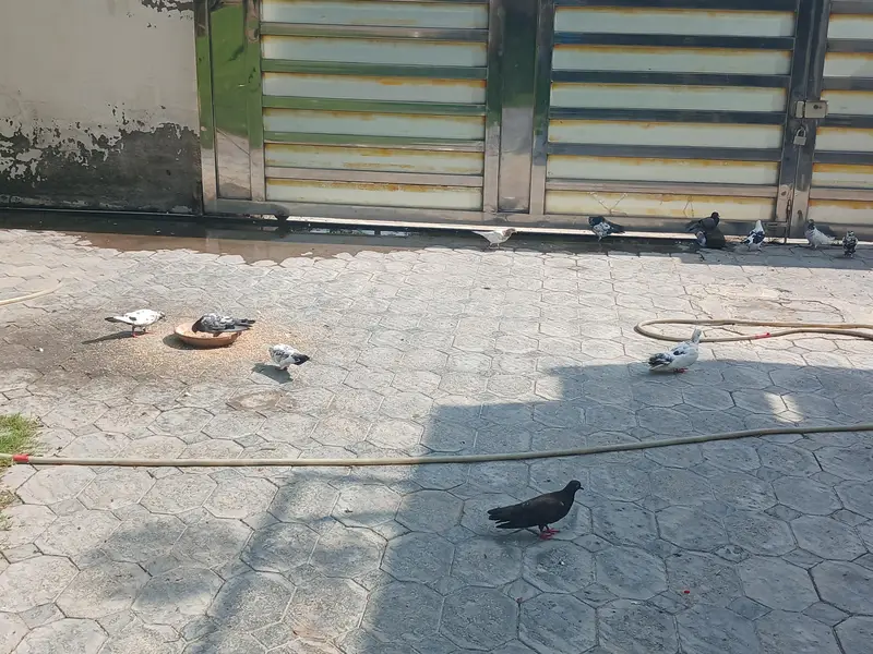urgent sale 03275044401