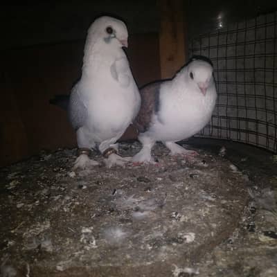 10 pair sherazi breeder Pair for sale