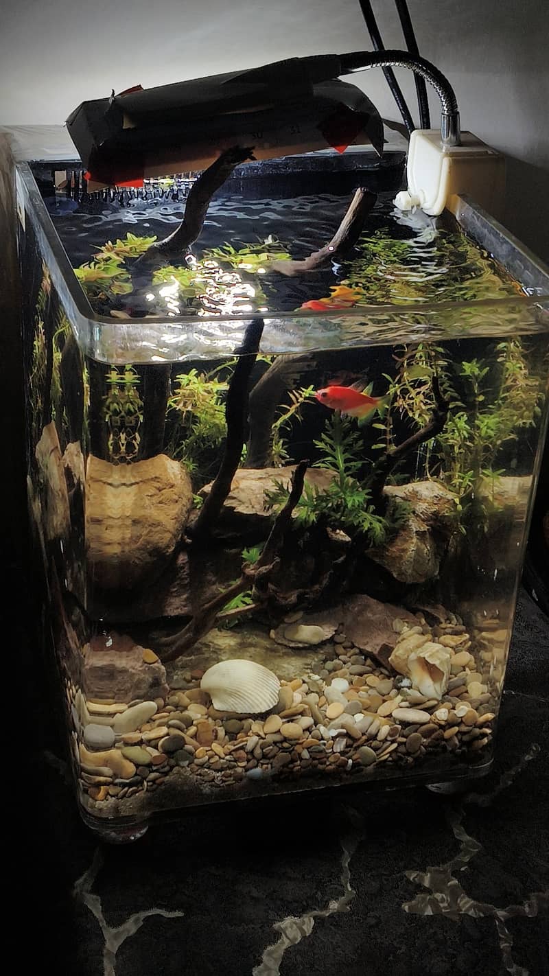 fish aquarium 1