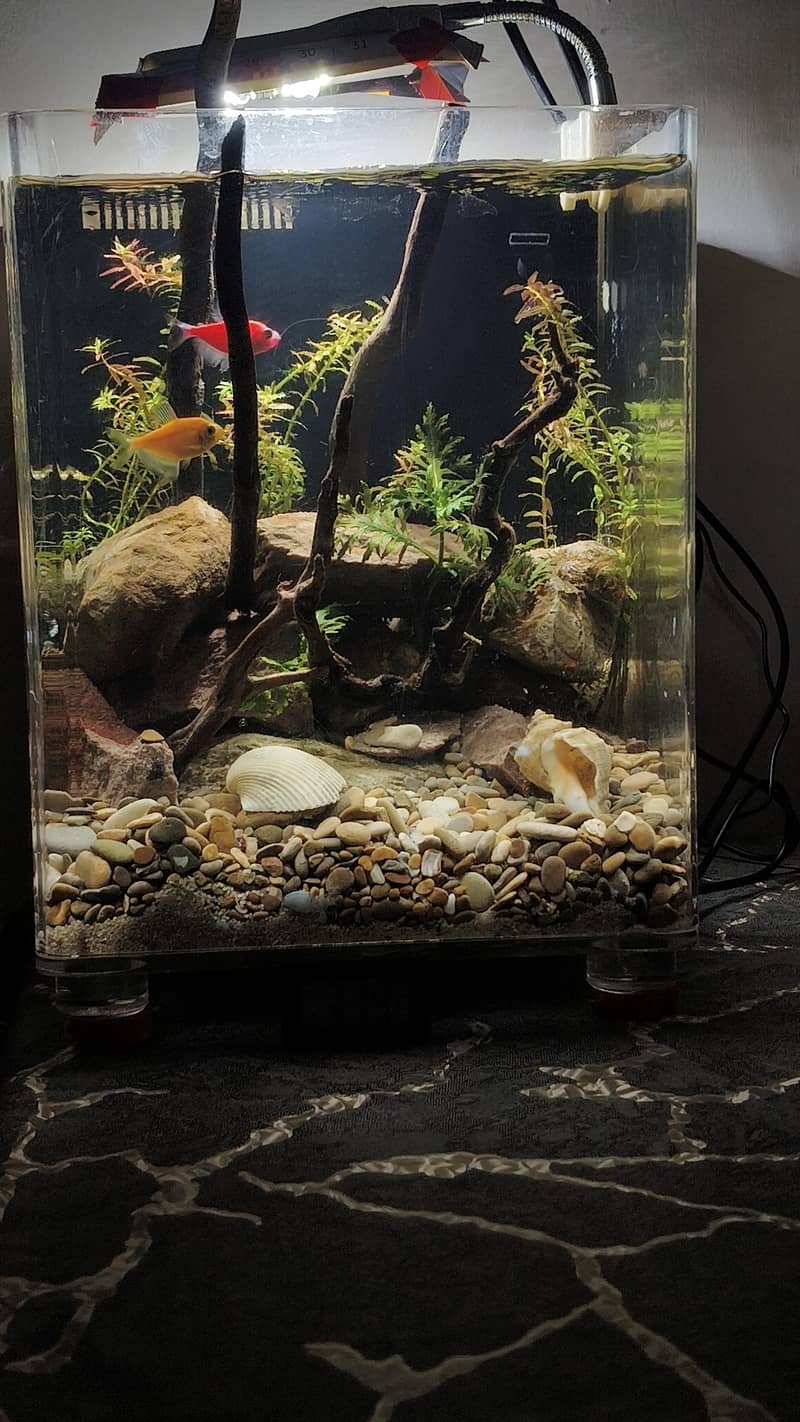 fish aquarium 2