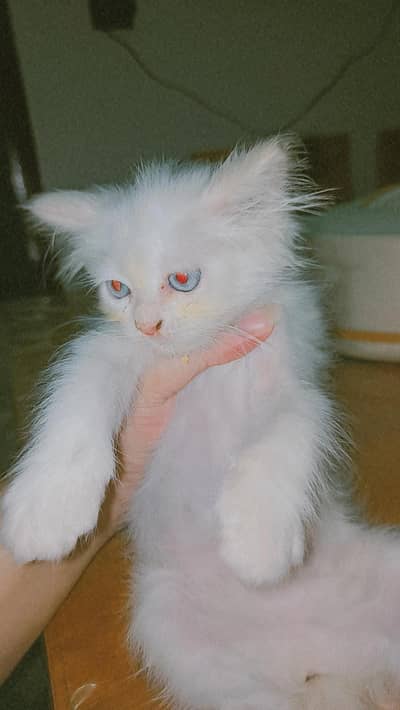 Persian White female kitten