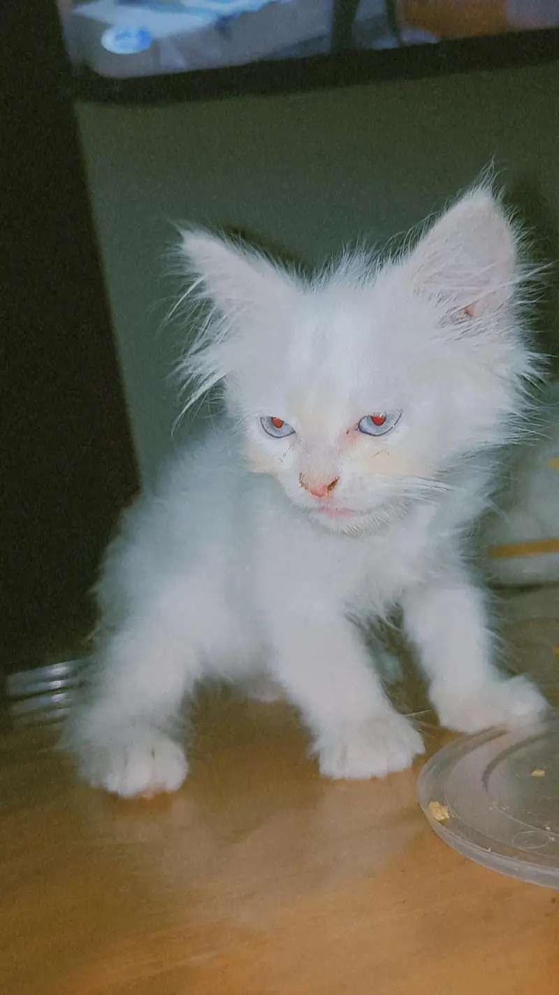 Persian White female kitten — photo 2